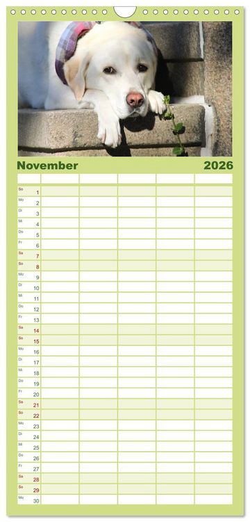 Produktbild: Familienplaner 2026 - Labrador Retriever 2026 mit 5 Spalten (Wandkalender, 21 x 45 cm) CALVENDO