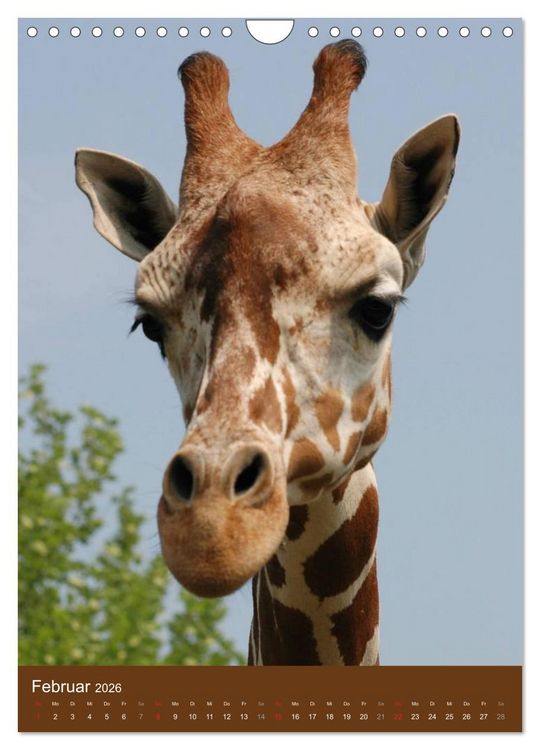 Produktbild: Giraffen (Wandkalender 2026 DIN A4 hoch), CALVENDO Monatskalender