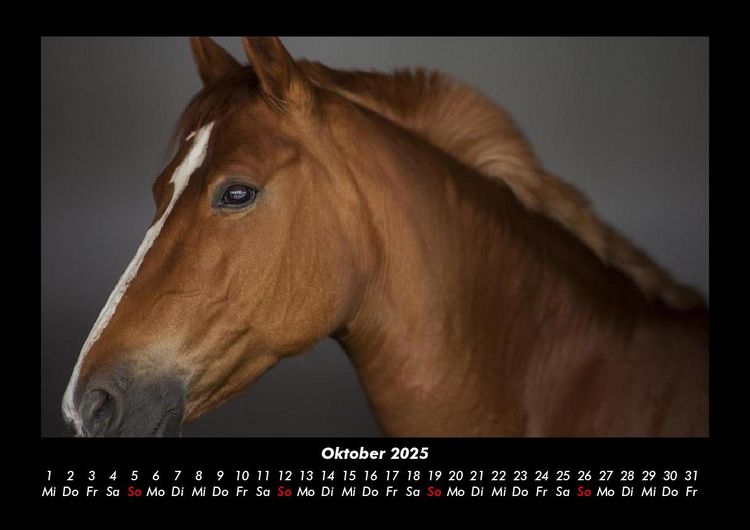 Produktbild: Die Welt der Pferde 2025 Fotokalender DIN A3