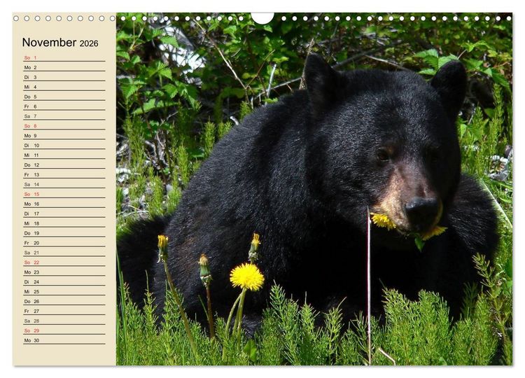 Produktbild: B&auml;ren (Wandkalender 2026 DIN A3 quer), CALVENDO Monatskalender