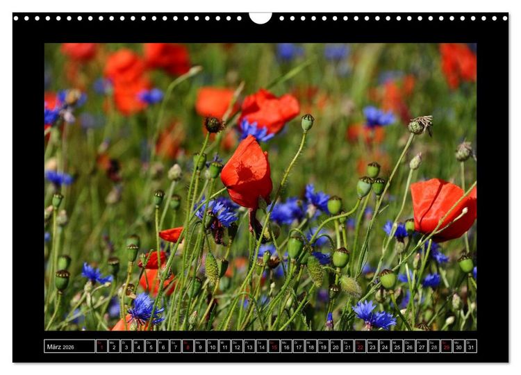 Produktbild: Roter Mohn, bunte Wiesen (Wandkalender 2026 DIN A3 quer), CALVENDO Monatskalender