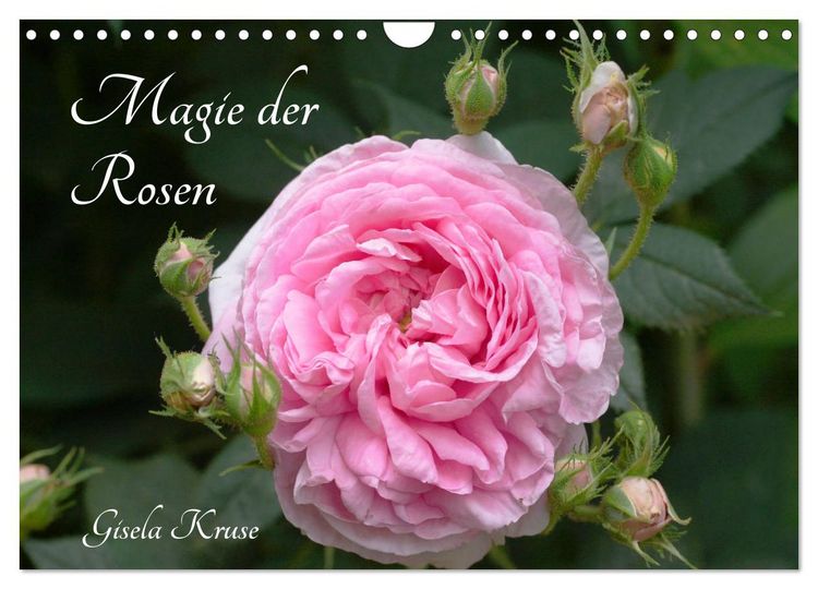 Produktbild: Magie der Rosen (Wandkalender 2026 DIN A4 quer), CALVENDO Monatskalender