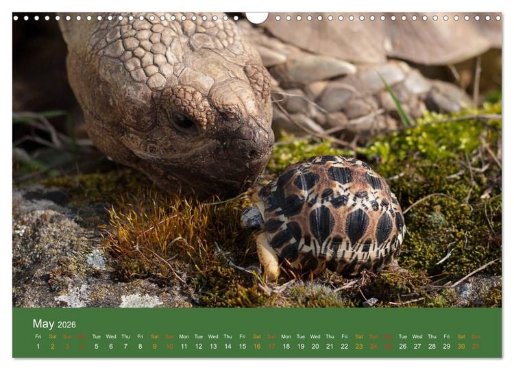 Produktbild: African spurred tortoises (Wall Calendar 2026 DIN A3 landscape), CALVENDO 12 Month Wall Calendar