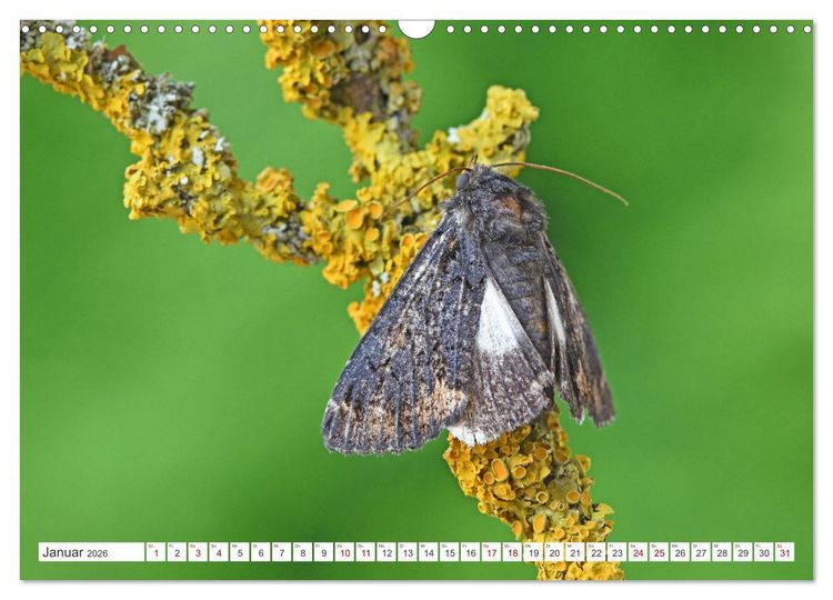 Produktbild: Nachtfalter - heimlich unterwegs, aber unheimlich sch&ouml;n (Wandkalender 2026 DIN A3 quer), CALVENDO Monatskalender
