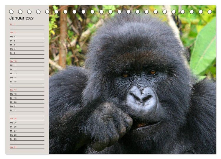 Produktbild: Berggorillas - die sanften Riesen (Tischkalender 2027 DIN A5 quer), CALVENDO Monatskalender