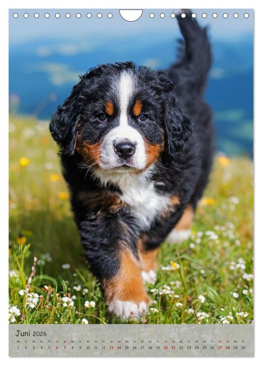 Produktbild: Berner Sennenhund - Ein Hund f&uuml;r alle F&auml;lle (Wandkalender 2026 DIN A4 hoch), CALVENDO Monatskalender