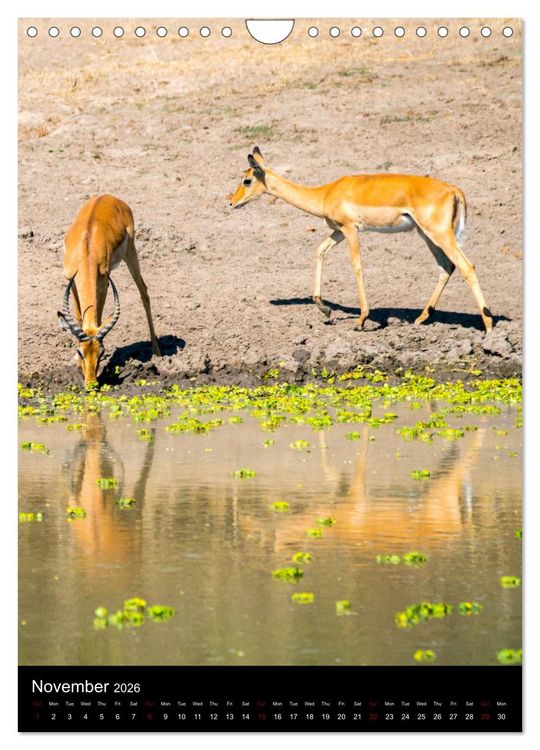 Produktbild: South Luangwa Wildlife (Wall Calendar 2026 DIN A4 portrait), CALVENDO 12 Month Wall Calendar