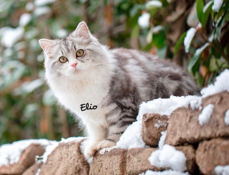 Produktbild: Katzen 2027 Eintragkalender