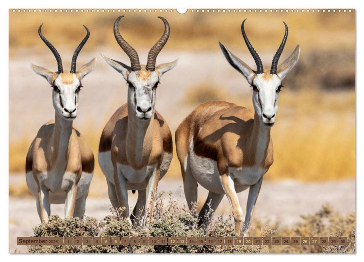 Produktbild: Wildlife Namibia - Etosha und Kalahari (hochwertiger Premium Wandkalender 2026 DIN A2 quer), Kunstdruck in Hochglanz