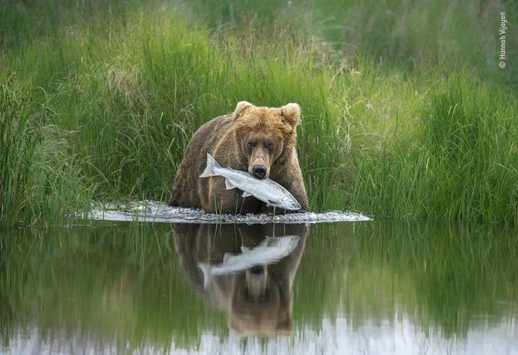 Produktbild: Wildlife Fotografien des Jahres &ndash; Portfolio 30