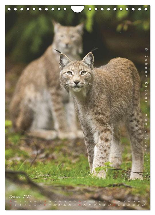 Produktbild: Luchs (Wandkalender 2026 DIN A4 hoch), CALVENDO Monatskalender