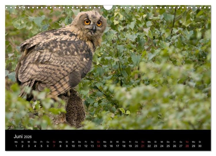 Produktbild: Uhu - K&ouml;nig der Nacht (Wandkalender 2026 DIN A3 quer), CALVENDO Monatskalender