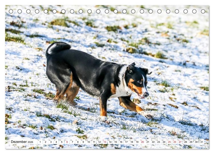Produktbild: Appenzeller Sennenhunde (Tischkalender 2026 DIN A5 quer), CALVENDO Monatskalender