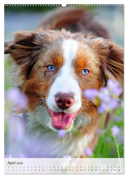 Produktbild: Hundepers&ouml;nlichkeiten (Wandkalender 2026 DIN A2 hoch), CALVENDO Monatskalender