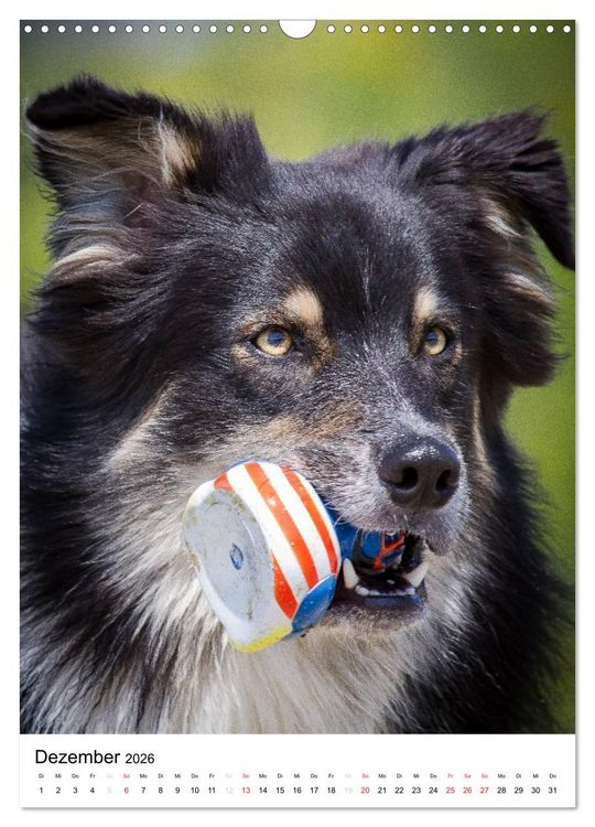 Produktbild: Australian Shepherd &ndash; Mit dem Aussie unterwegs (Wandkalender 2026 DIN A3 hoch), CALVENDO Monatskalender