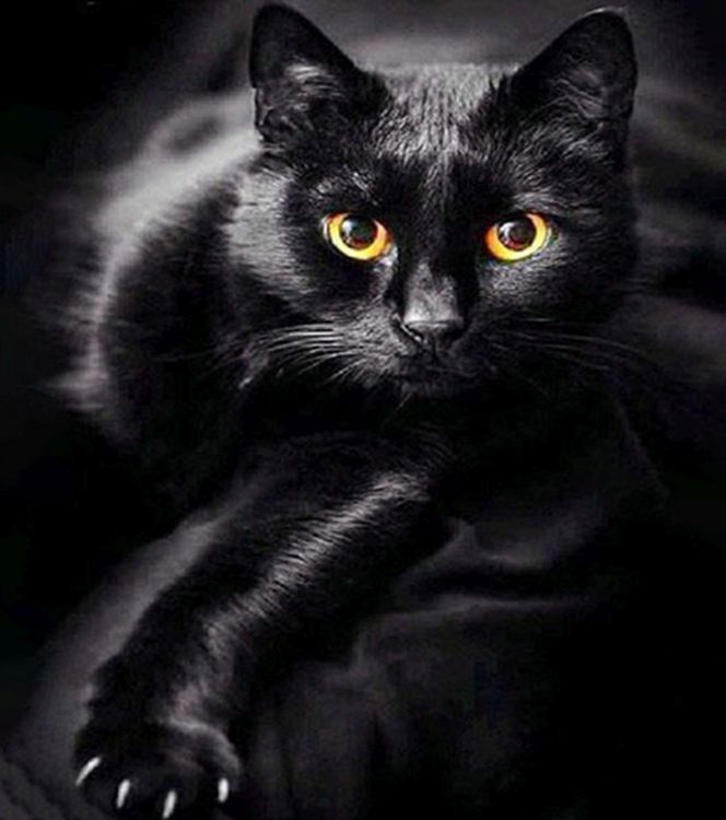 Produktbild: Diamond Painting Schwarze Katze (Design 25x35)30x40 cm