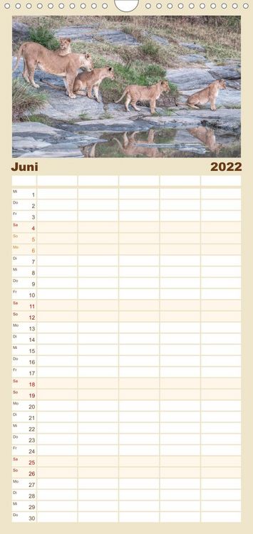 Produktbild: L&ouml;wen - Raubkatzen Afrikas - Familienplaner hoch (Wandkalender 2022 , 21 cm x 45 cm, hoch)