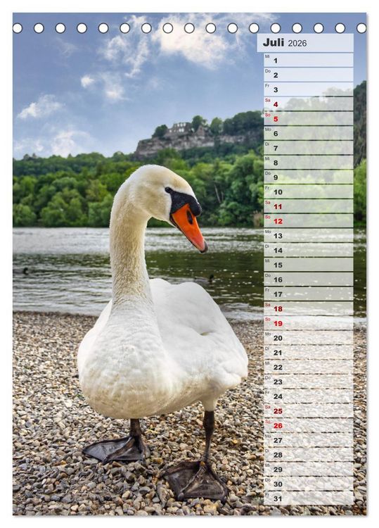 Produktbild: Stolze Schw&auml;ne (Tischkalender 2026 DIN A5 hoch), CALVENDO Monatskalender