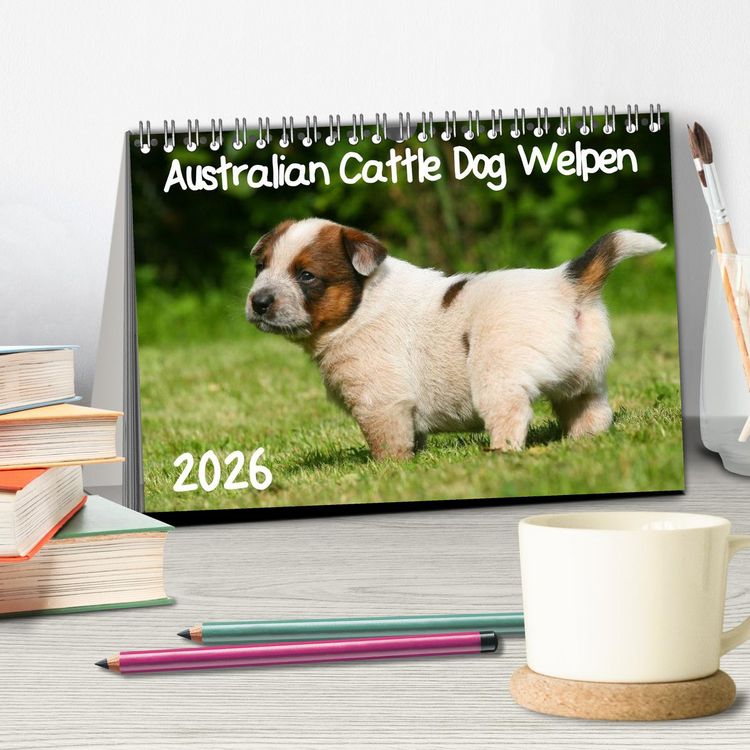 Produktbild: Australian Cattle Dog Welpen (Tischkalender 2026 DIN A5 quer), CALVENDO Monatskalender