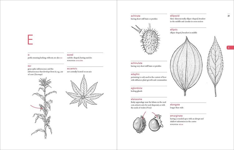 Produktbild: A Botanist's Vocabulary