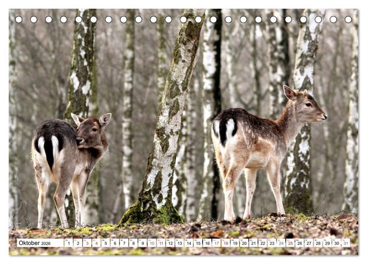 Produktbild: Der Damhirsch - Der Schaufeltr&auml;ger des Waldes (Tischkalender 2026 DIN A5 quer), CALVENDO Monatskalender