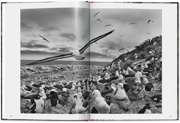 Produktbild: Sebasti&atilde;o Salgado. G&eacute;nesis