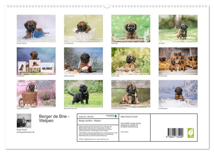 Produktbild: Berger de Brie - Welpen (hochwertiger Premium Wandkalender 2026 DIN A2 quer), Kunstdruck in Hochglanz