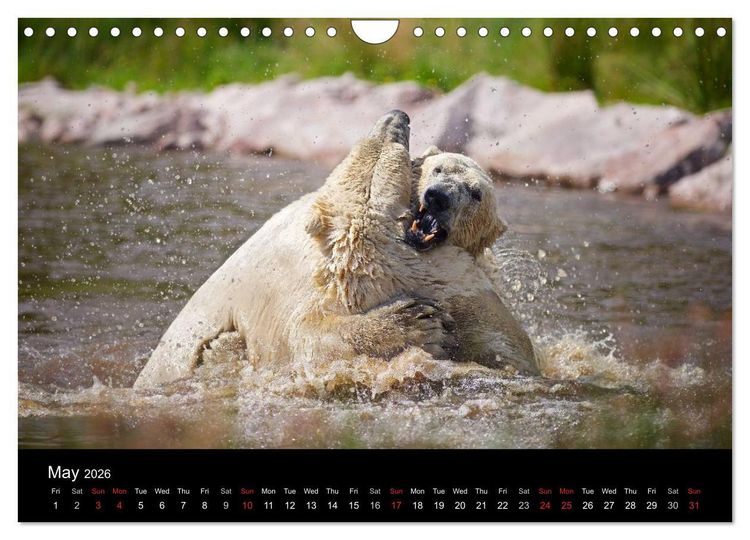 Produktbild: POLAR BEARS - ARCTIC LEGENDS (Wall Calendar 2026 DIN A4 landscape), CALVENDO 12 Month Wall Calendar
