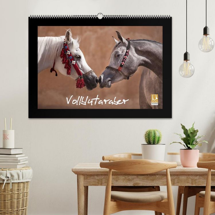 Produktbild: Vollblutaraber (Wandkalender 2026 DIN A2 quer), CALVENDO Monatskalender