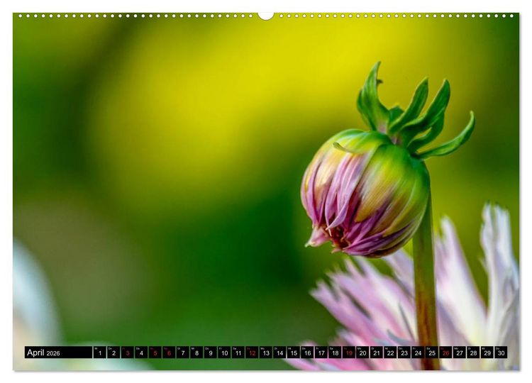 Produktbild: Dahlien - Blumenwunder der Natur (Wandkalender 2026 DIN A2 quer), CALVENDO Monatskalender