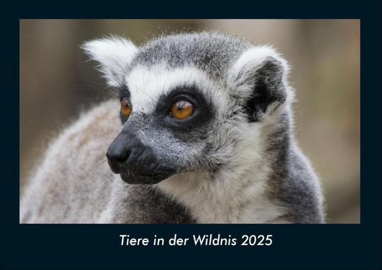 Produktbild: Tiere in der Wildnis 2025 Fotokalender DIN A4