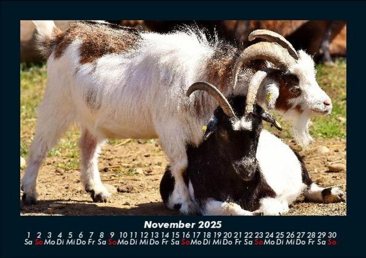 Produktbild: Tiere auf dem Bauernhof 2025 Fotokalender DIN A5