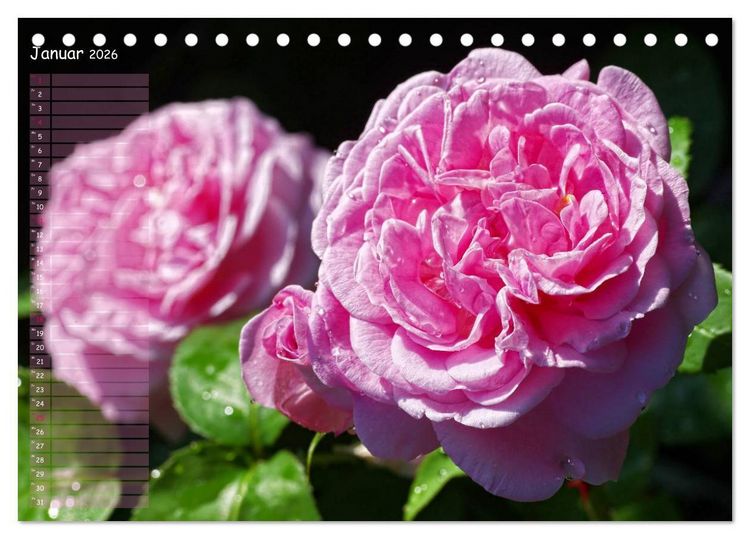 Produktbild: Lass Rosen sprechen (Tischkalender 2026 DIN A5 quer), CALVENDO Monatskalender