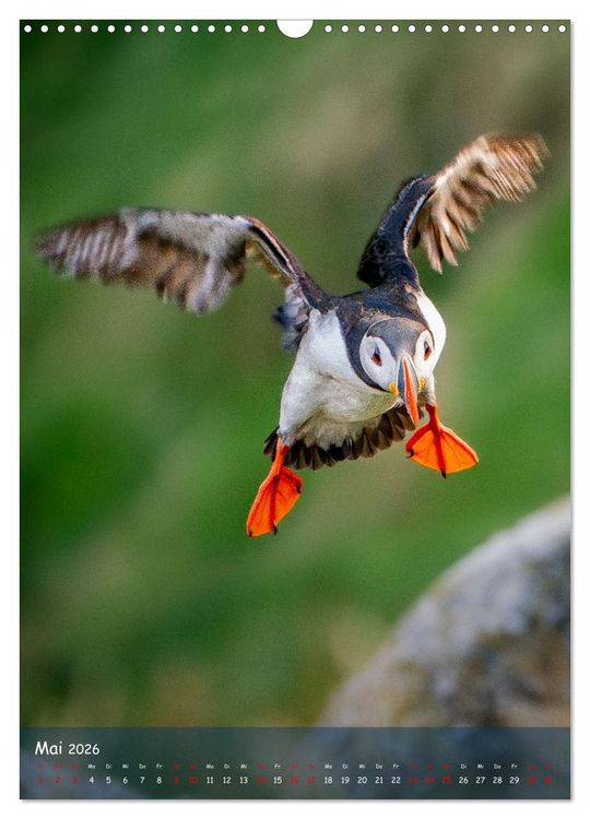 Produktbild: Naturerlebnis Puffin (Wandkalender 2026 DIN A3 hoch), CALVENDO Monatskalender