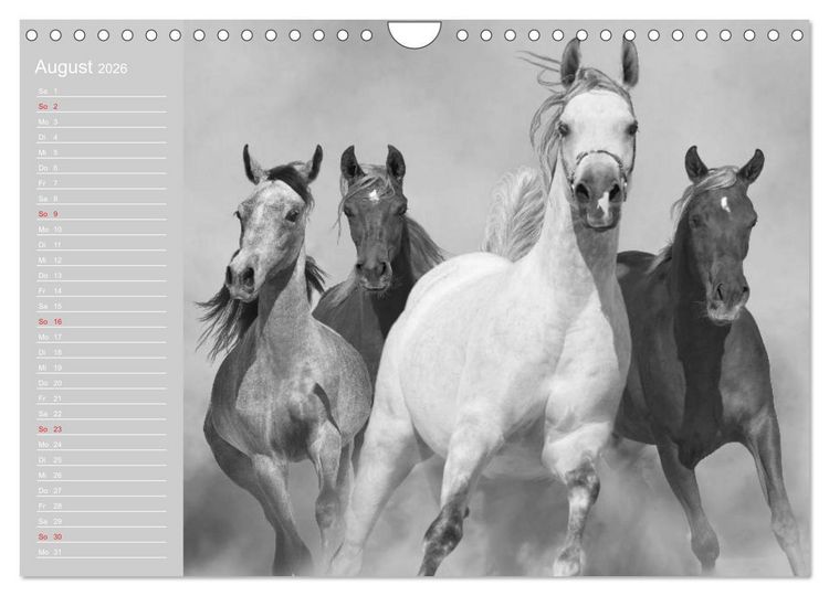 Produktbild: Arabische Pferde (Wandkalender 2026 DIN A4 quer), CALVENDO Monatskalender