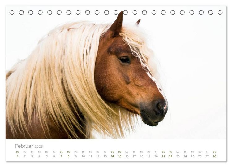 Produktbild: Faszination Schwarzw&auml;lder Kaltblut (Tischkalender 2026 DIN A5 quer), CALVENDO Monatskalender