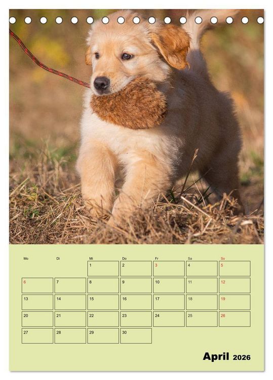 Produktbild: Jahresplaner Golden Retriever (Tischkalender 2026 DIN A5 hoch), CALVENDO Monatskalender