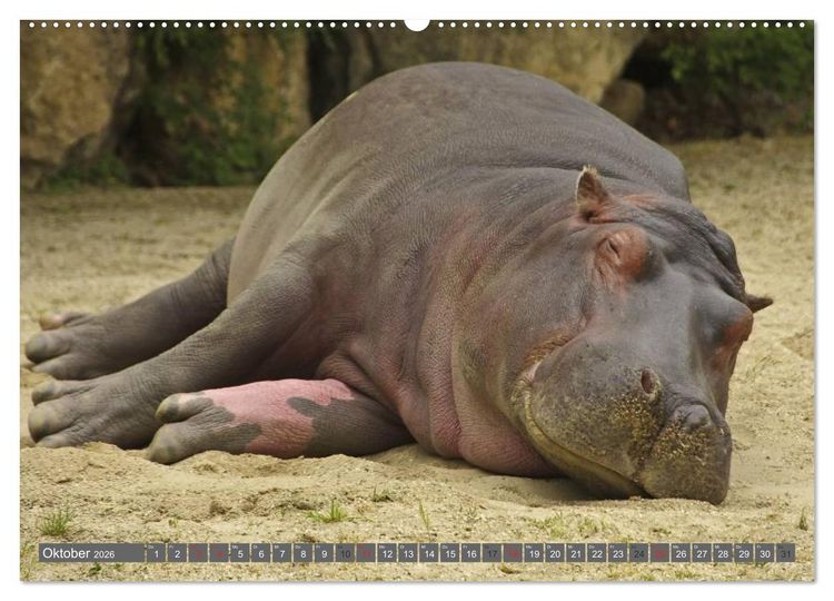 Produktbild: Nash&ouml;rner & Flusspferde (hochwertiger Premium Wandkalender 2026 DIN A2 quer), Kunstdruck in Hochglanz