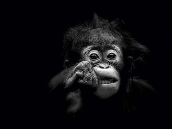 Produktbild: CALVENDO Puzzle Junger Orang Utan 1000 Teile Puzzle quer | 1000 Teile Lege-Gr&ouml;&szlig;e 64 &times; 48 cm Foto-Puzzle f&uuml;r gl&uuml;ckliche Stunden