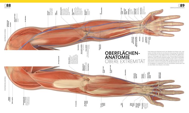 Produktbild: Anatomie und Physiologie