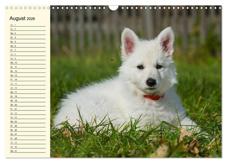 Produktbild: Wei&szlig;er Schweizer Sch&auml;ferhund - Ein Tag im Leben einer Hundefamilie (Wandkalender 2026 DIN A3 quer), CALVENDO Monatskalender