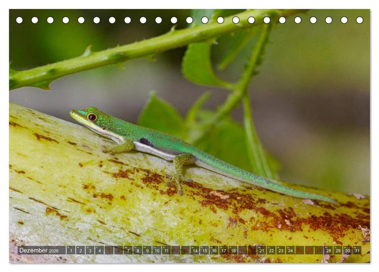 Produktbild: Reptilien auf Madagaskar (Tischkalender 2026 DIN A5 quer), CALVENDO Monatskalender