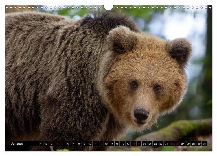 Produktbild: Lautlos in den W&auml;ldern Sloweniens (Wandkalender 2026 DIN A3 quer), CALVENDO Monatskalender