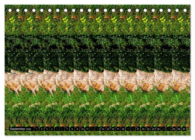 Produktbild: Magische Bilder - 3D Stereogramme (Tischkalender 2026 DIN A5 quer), CALVENDO Monatskalender