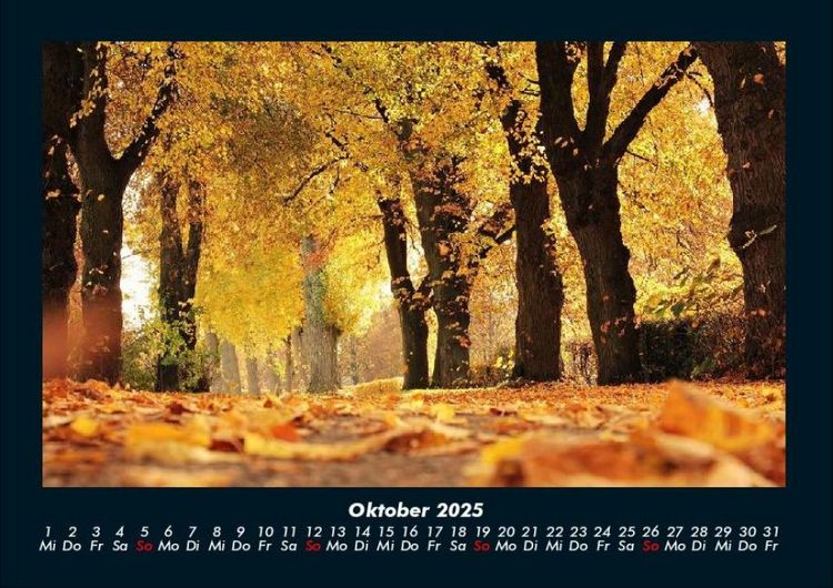 Produktbild: B&auml;ume 2025 Fotokalender DIN A4