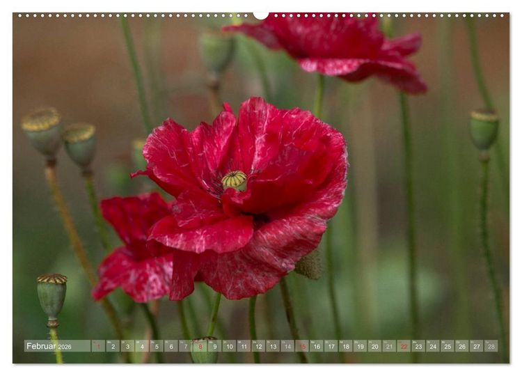 Produktbild: Mohn (hochwertiger Premium Wandkalender 2026 DIN A2 quer), Kunstdruck in Hochglanz