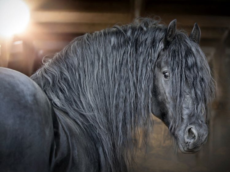 Produktbild: CALVENDO Puzzle Friesen - stolze Giganten 1000 Teile Lege-Gr&ouml;&szlig;e 64 x 48 cm Foto-Puzzle Bild von Martina Wrede