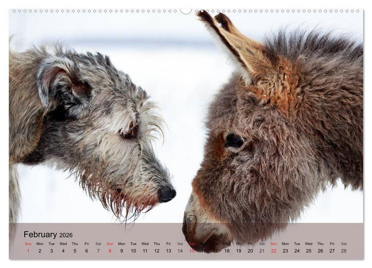 Produktbild: Little Donkey with Friends (High Quality Premium Wall Calendar 2026 DIN A2 landscape),CALVENDO 12 Month Wall Calendar