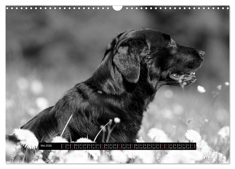 Produktbild: Flatcoated Retriever Black Edition (Wandkalender 2026 DIN A3 quer), CALVENDO Monatskalender