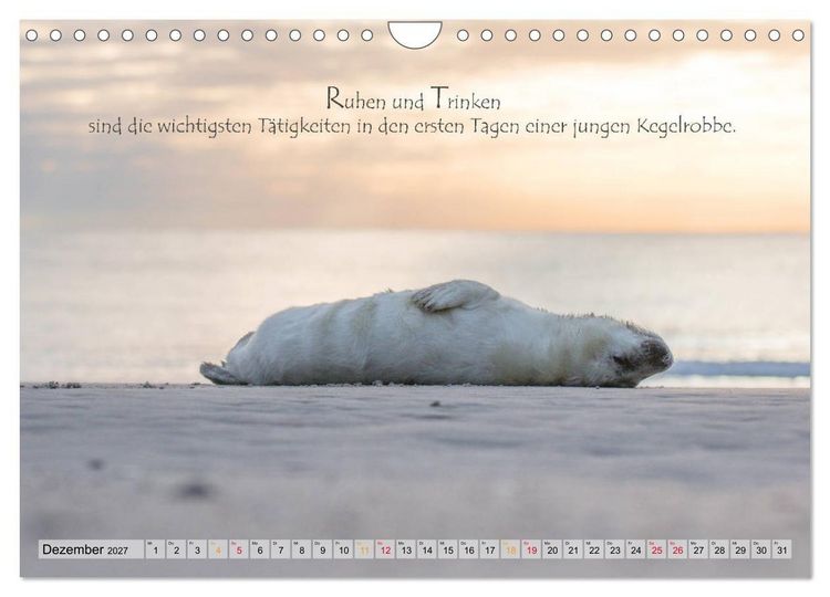 Produktbild: Kegelrobben auf der Insel D&uuml;ne (Wandkalender 2027 DIN A4 quer), CALVENDO Monatskalender